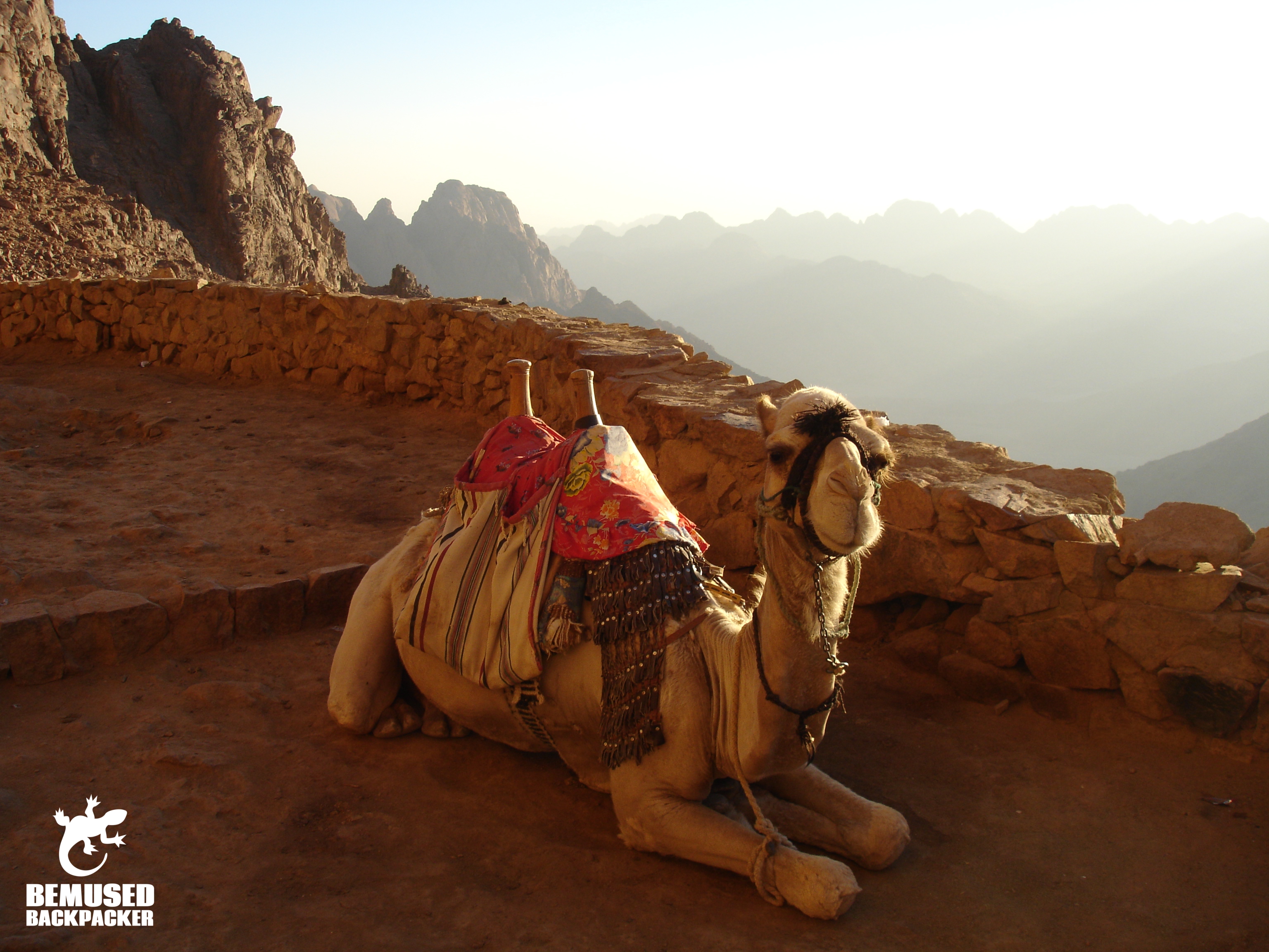 responsible camel safari egypt sinai