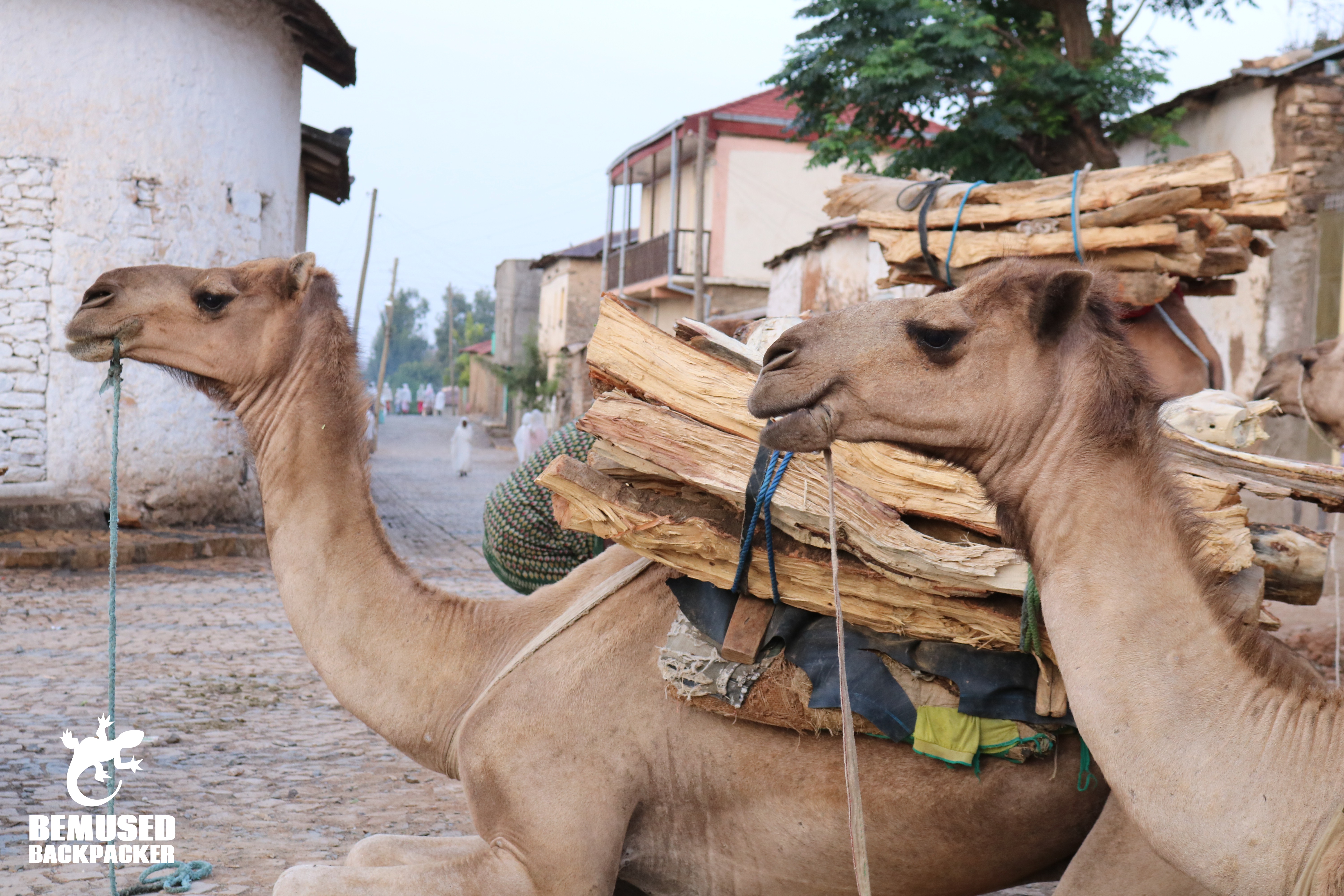 Camels in Ethiopia
