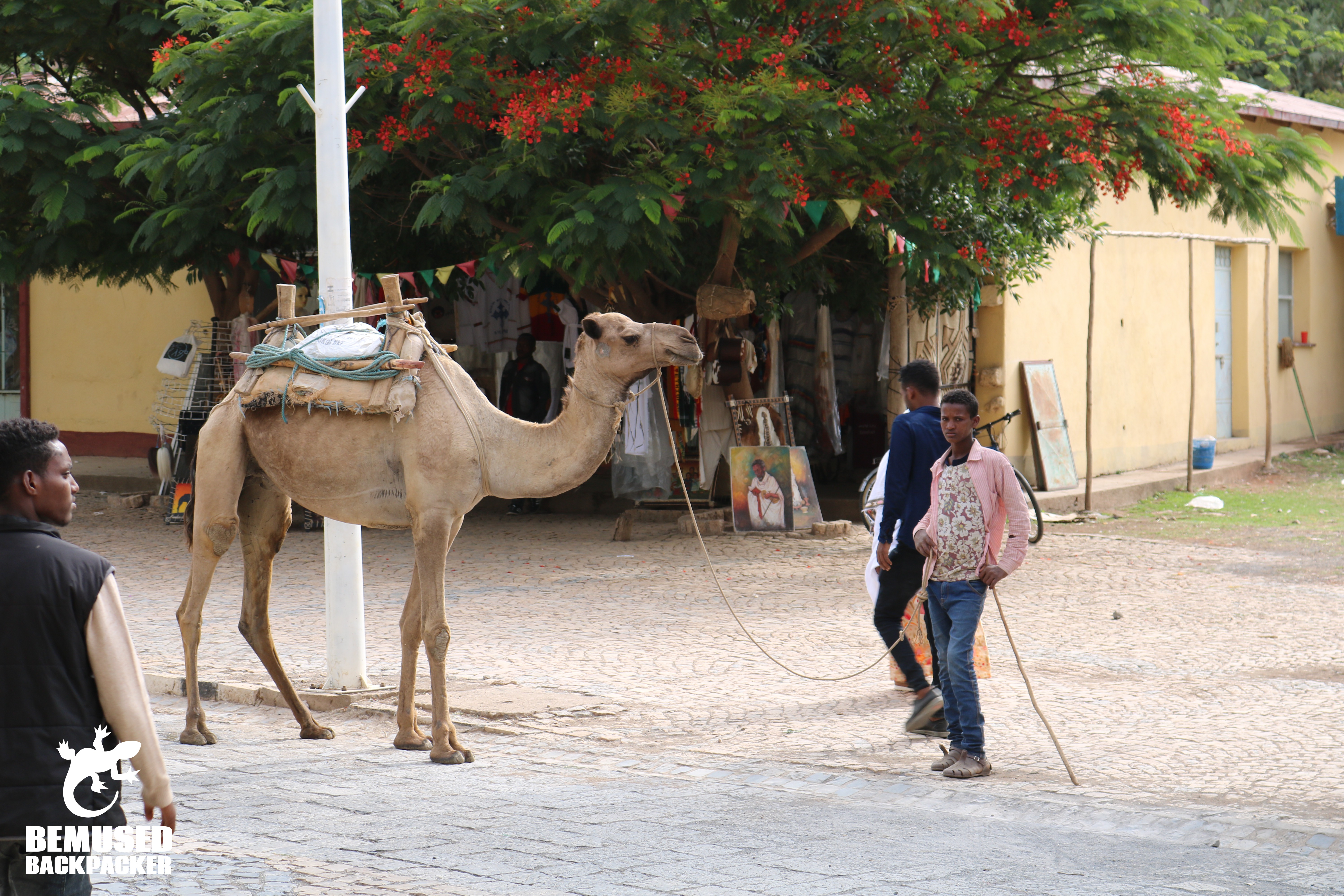 Camel ride tout in Ethiopia