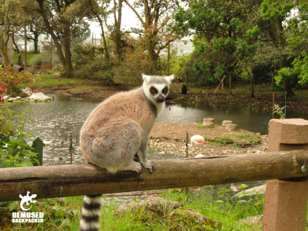 FOTA wildlife park Cork Ireland