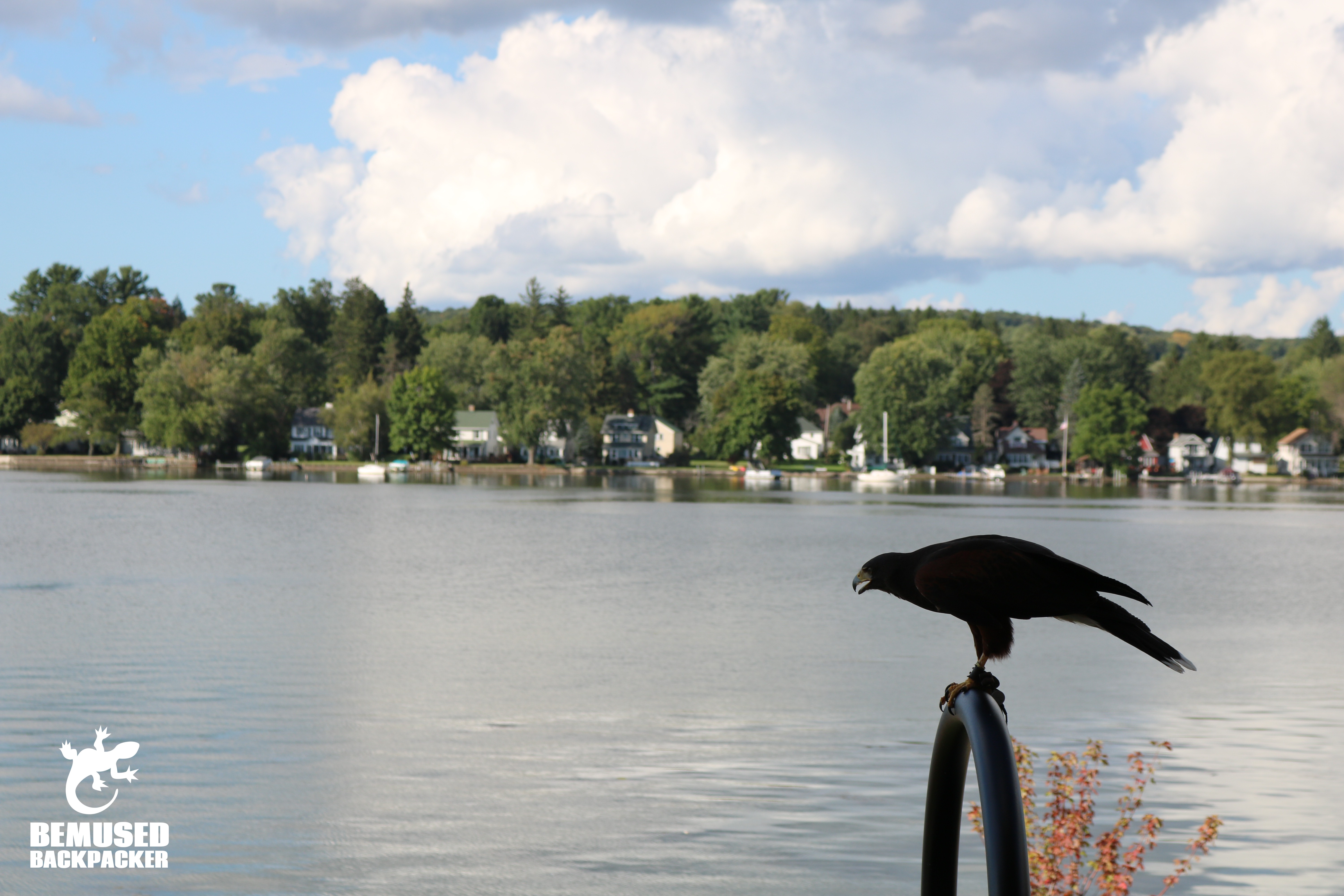 Finger Lakes New York Hawk on Lake