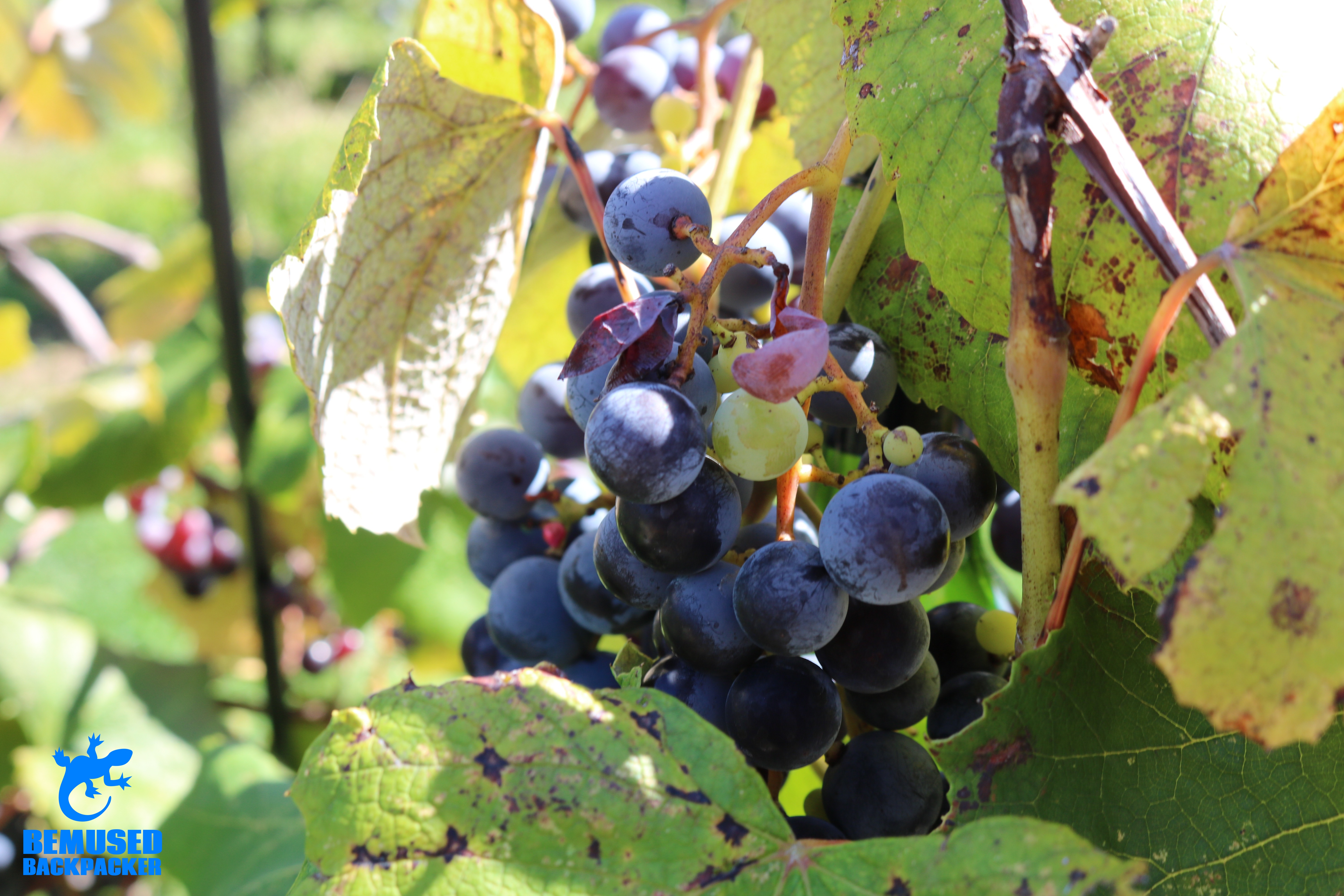 wine grapes at a Finger Lakes New York winery