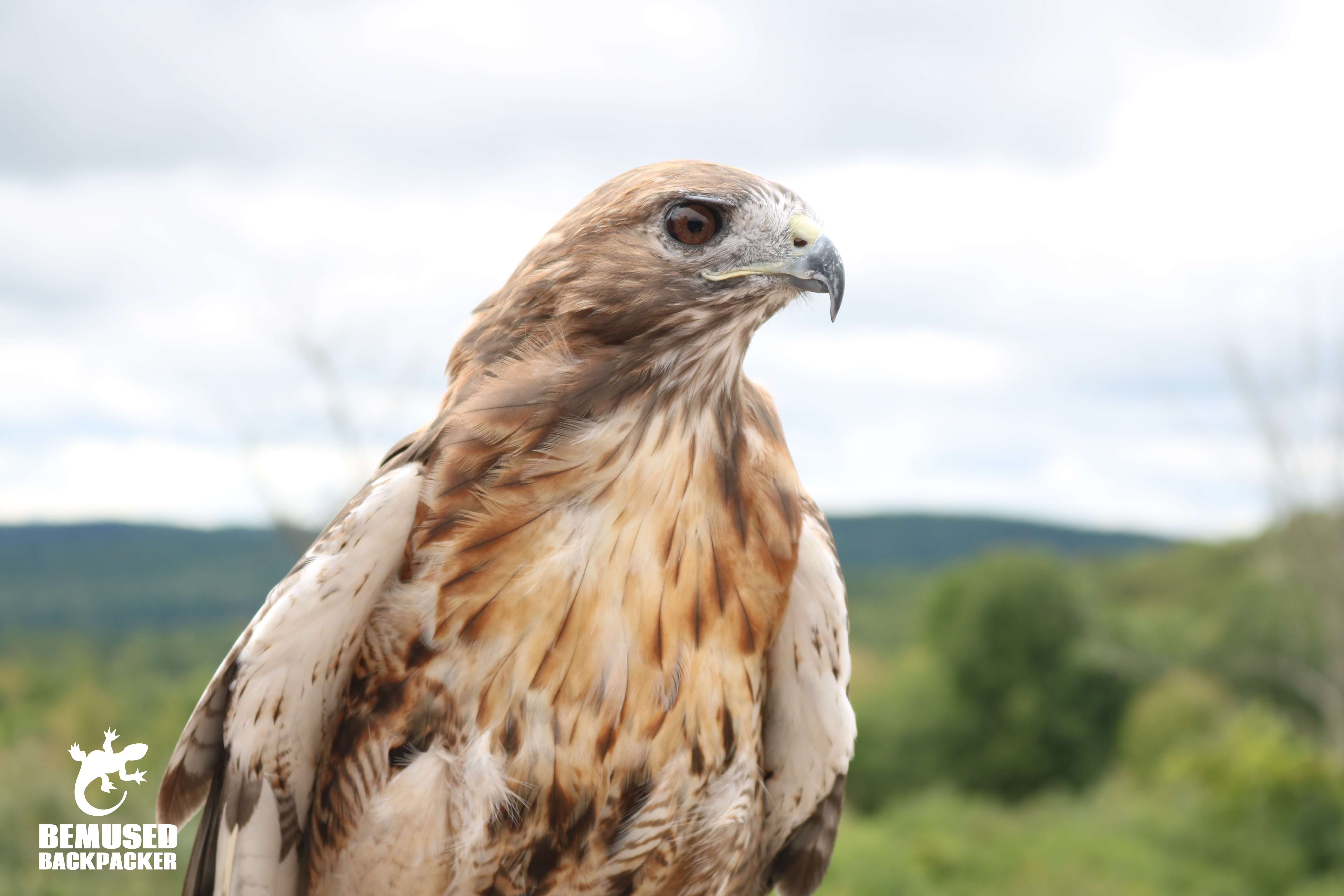 Hawk at Tanglewood Nature Center in Finger Lakes New York