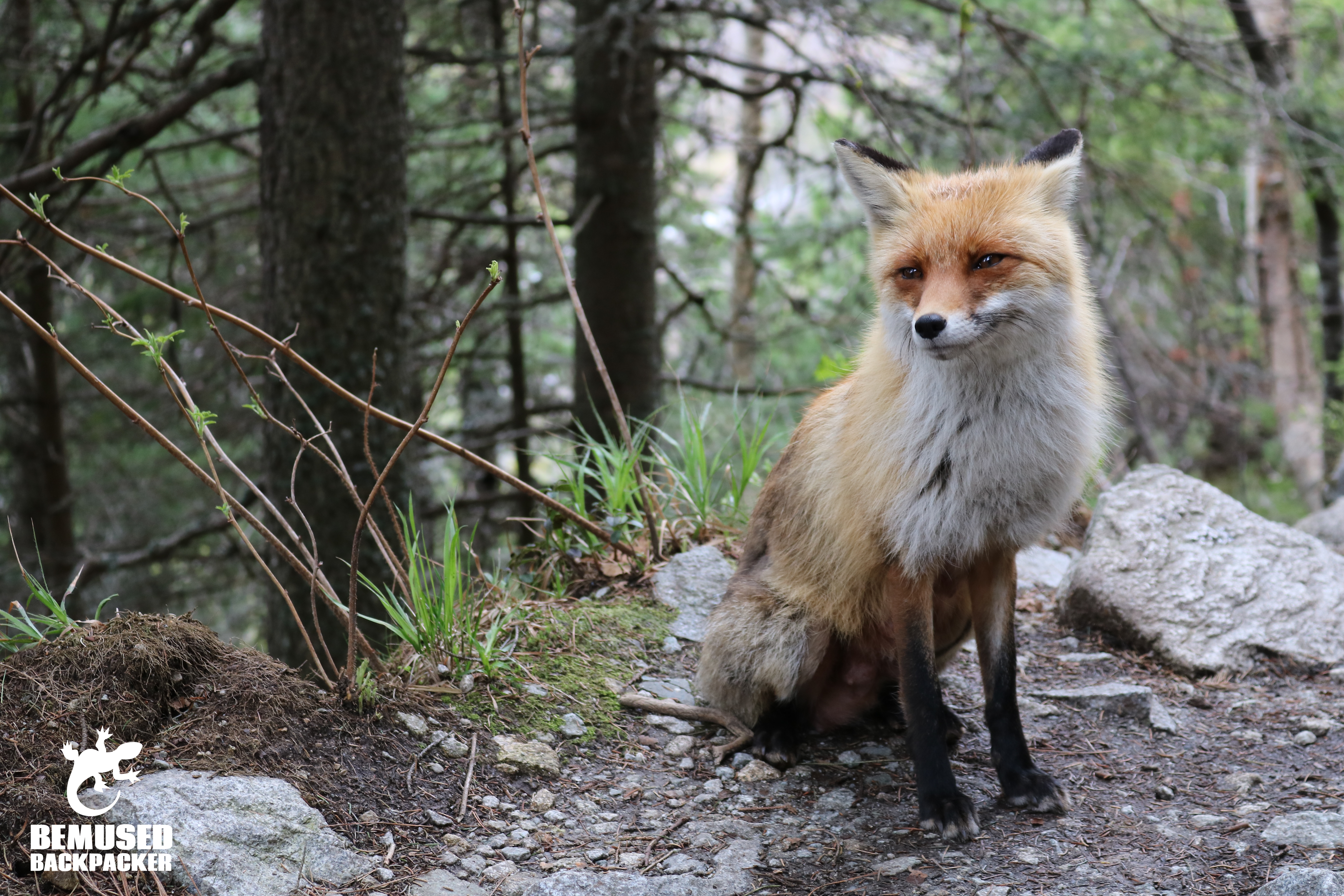 Slovakia fox