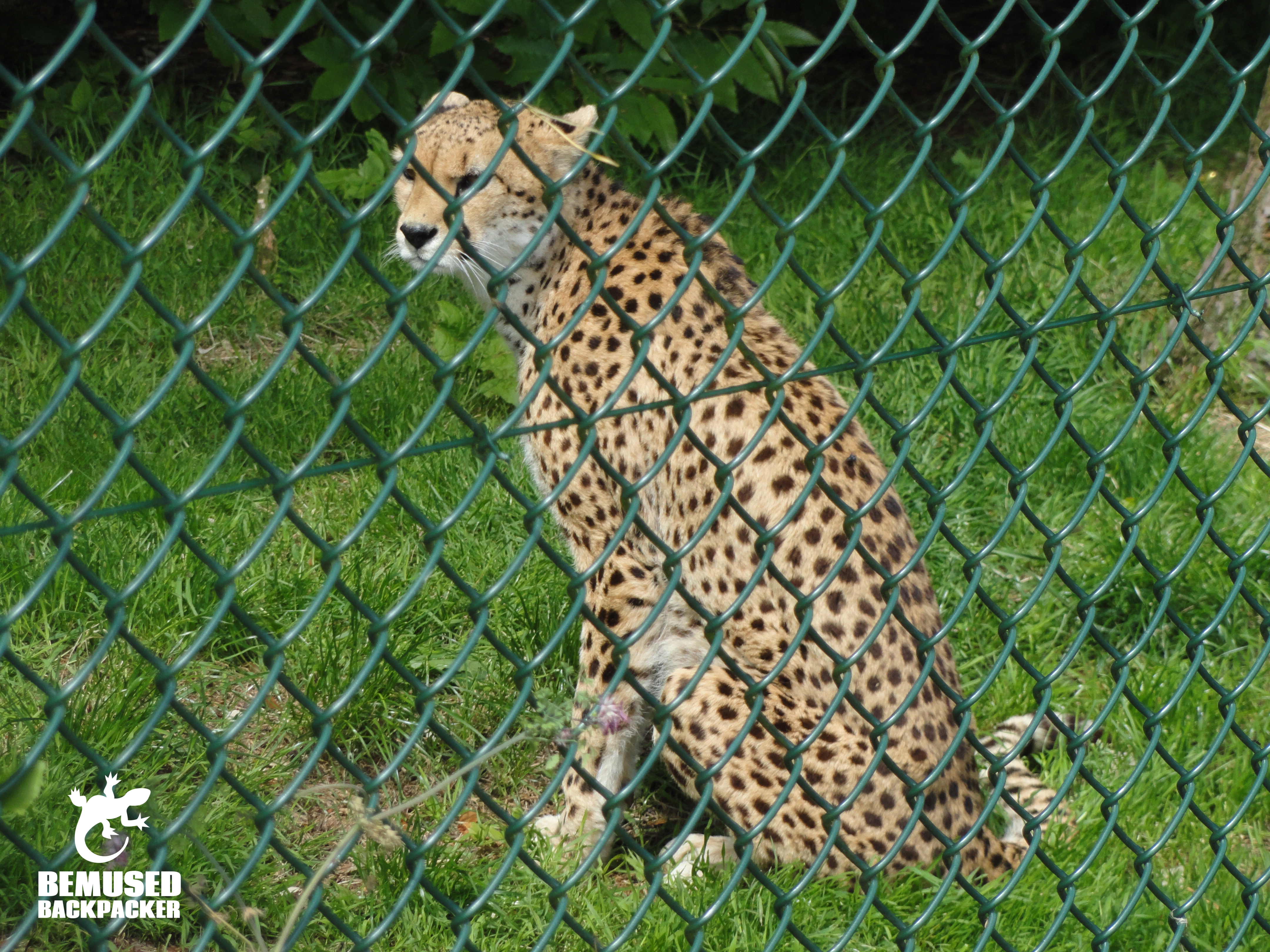 FOTA wildlife park Cork Ireland