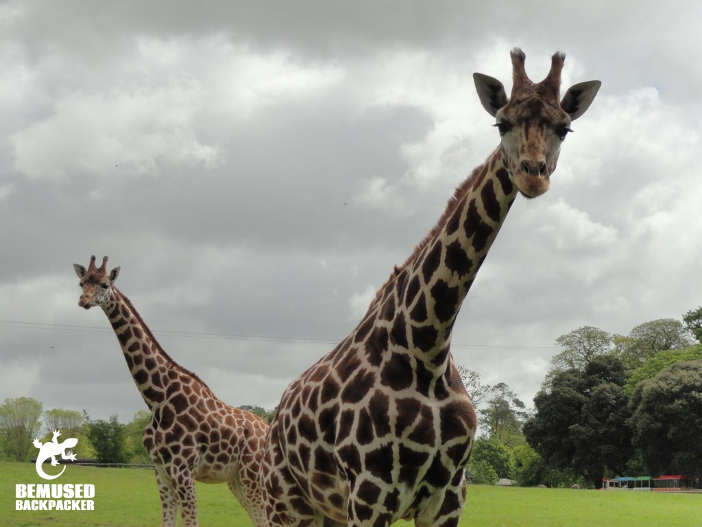 FOTA wildlife park Cork Ireland