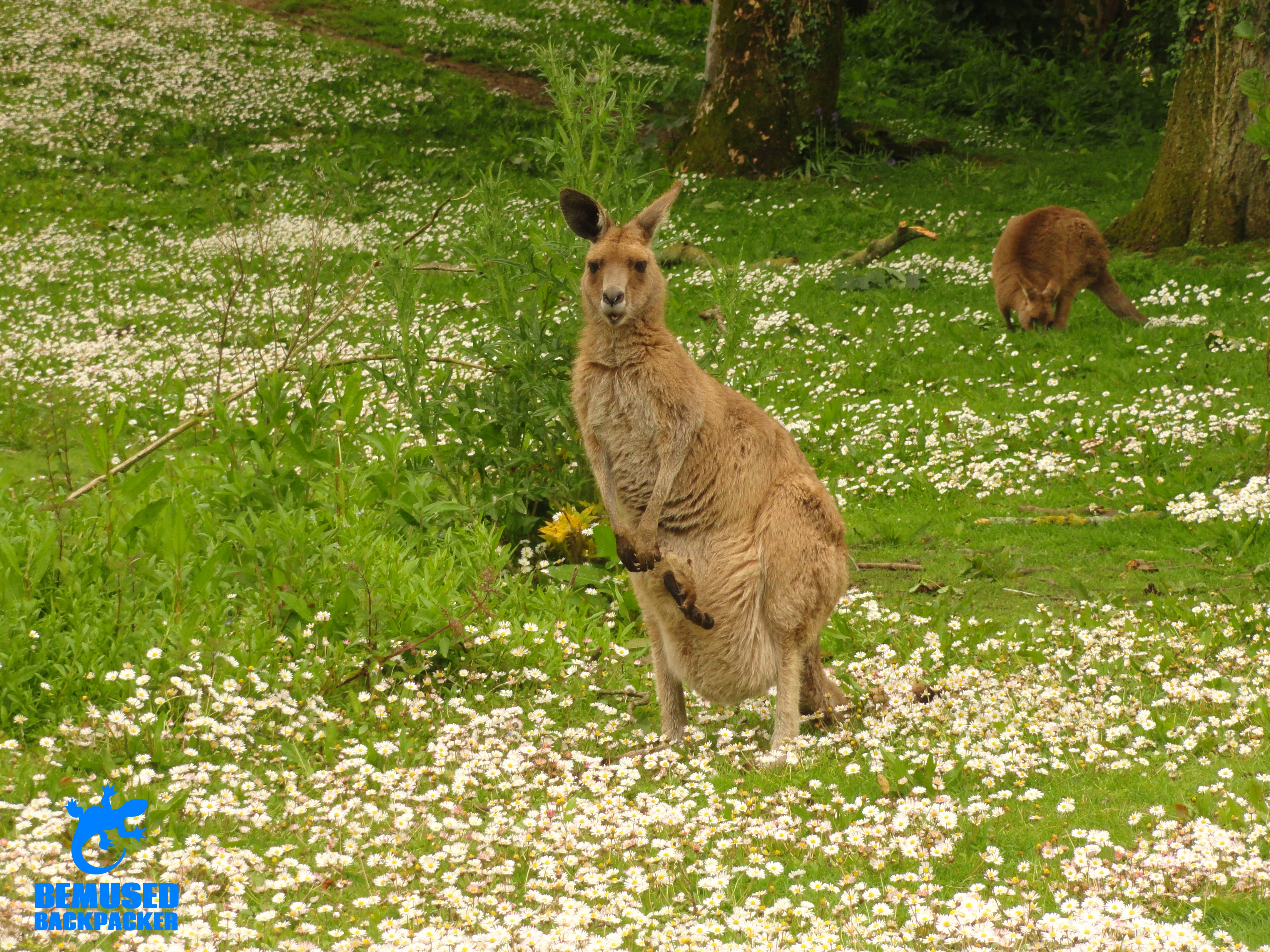 FOTA wildlife park Cork Ireland