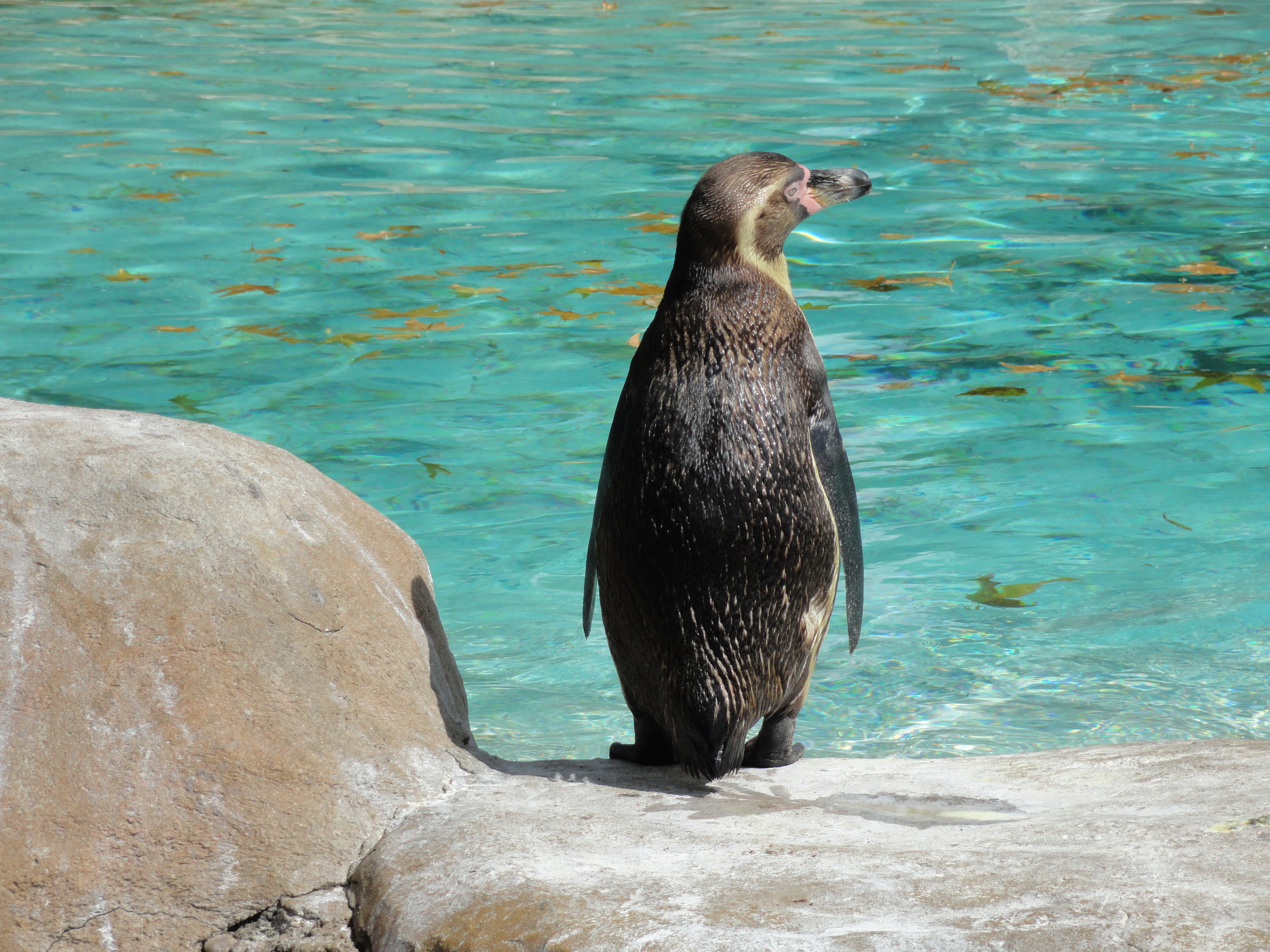 Penguin at London Zoo